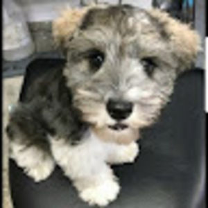 Meet your Posher, Jenny